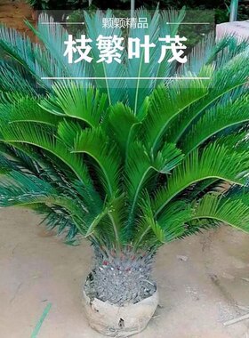 铁树庭院大型大型室外盆栽