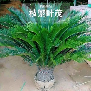 大型室外盆栽铁树盆景苏铁客厅盆栽四季常青耐寒绿植庭院招财镇宅