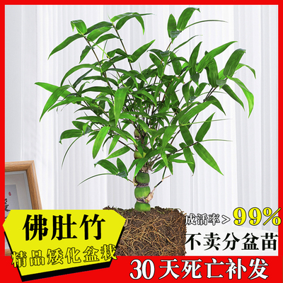 佛肚竹盆栽矮化竹子盆景