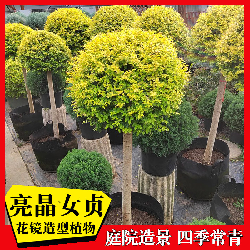 亮晶女贞棒棒糖盆栽小叶花境植物川滇蜡树蓝冰柏柠檬之光四季常青
