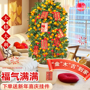年桔树盆栽带果金桔可食用橘子树苗四季新年绿植物室内客厅年宵花