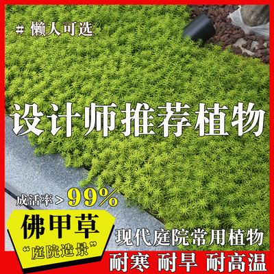 佛甲草金叶佛甲草庭院造景