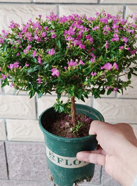 独杆满天星盆栽棒棒糖造型盆景多季开花室内阳台花卉庭院常绿好养