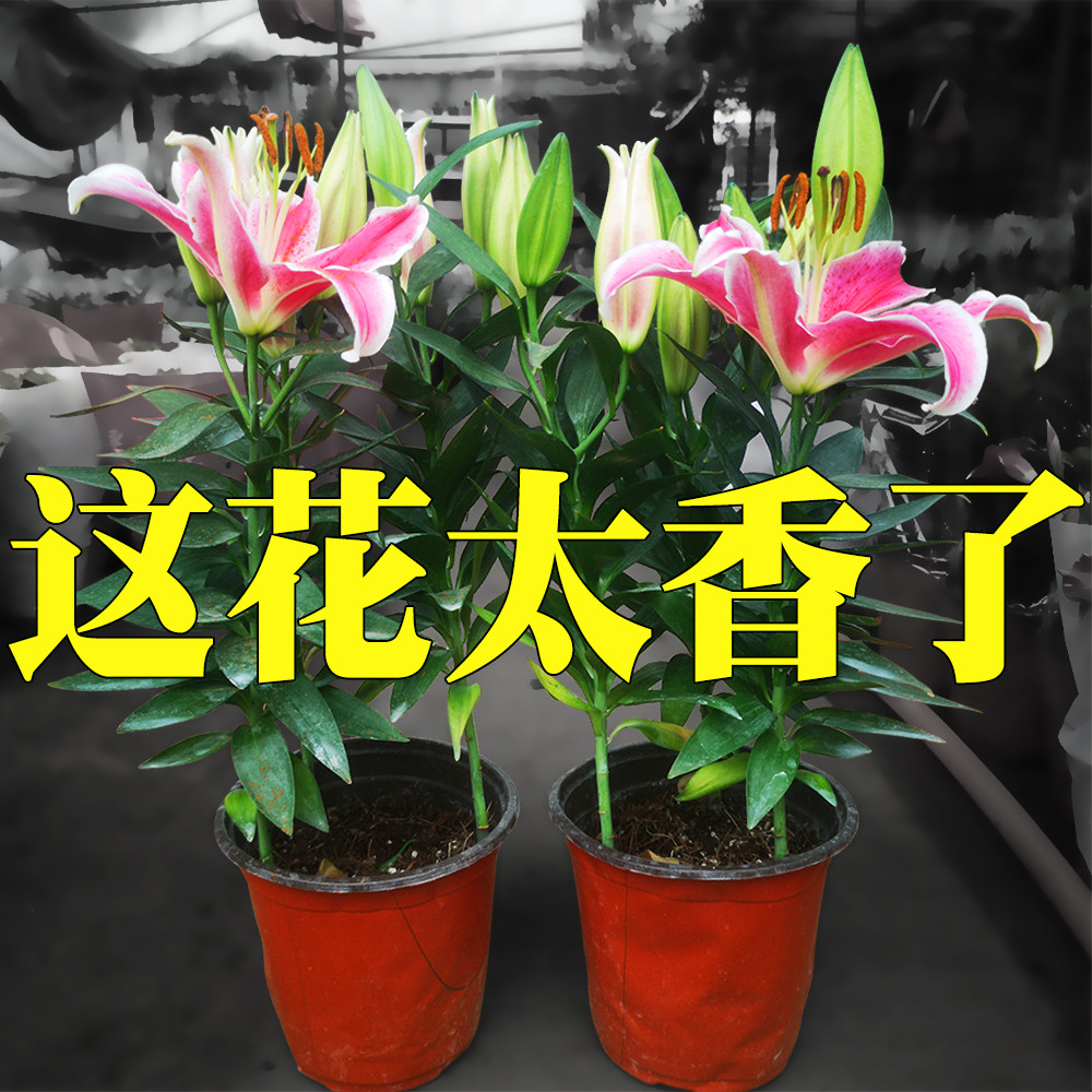 香水百合鲜花盆栽花卉带花苞发货图片