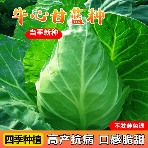 甘蓝种子好种植高产芽率高