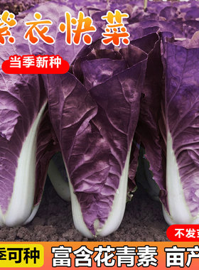 紫色快菜种子紫红色奶油小白菜四季盆栽易种青菜种籽大全春秋菜子