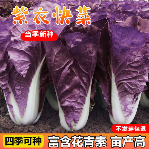 紫衣快菜种子四季易种牙率高脆嫩