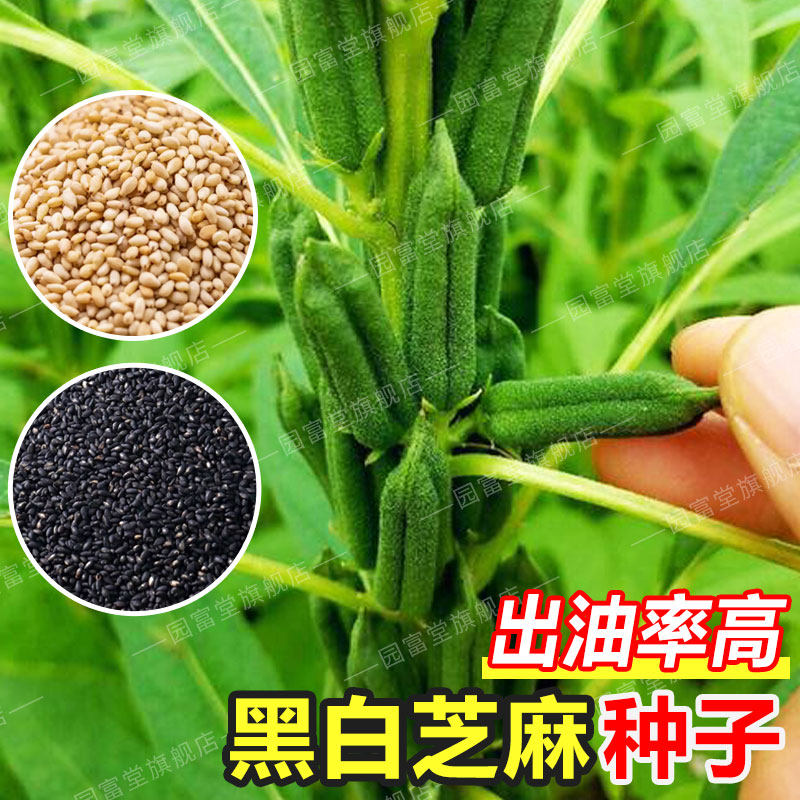 正宗黑芝麻种子官方旗舰店高油高产耐旱可食用农家白芝麻种籽庭院,鲜花速递/花卉仿真/绿植园艺,家庭园艺种子,淘宝优惠券,粉丝福利购,淘宝优惠卷