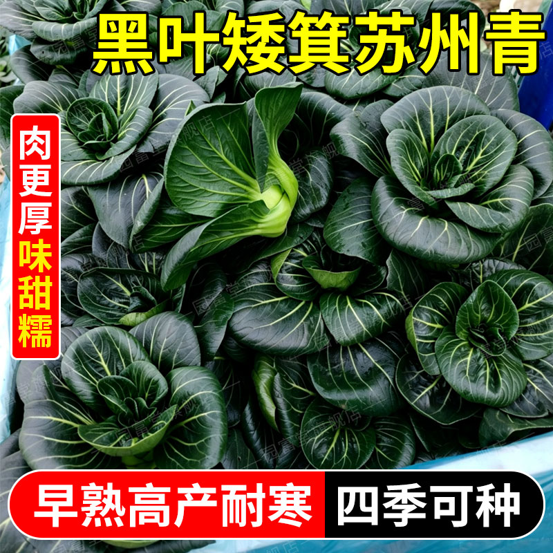 苏州青种子黑大头矮脚青菜上海青油亮肥厚耐寒抗病四季蔬菜种子籽