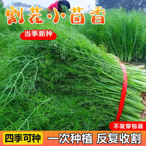 四季发芽率高香味浓郁割茬易种