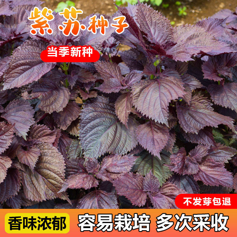 紫苏种子种籽种孑盆栽可食用紫苏叶四季紫苏子种苏子叶种绿苏