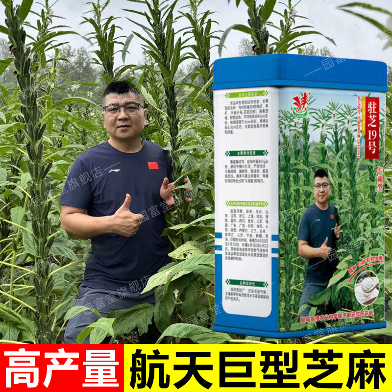 白芝麻种子出油率高产量高图片