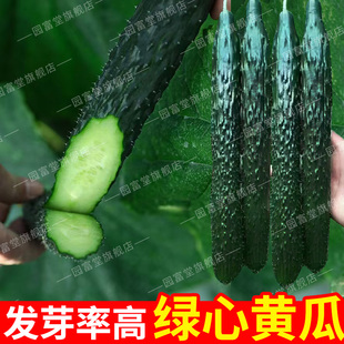 黄瓜种子官方旗舰店正品水果黄瓜春夏秋四季高产青瓜津研四号种子