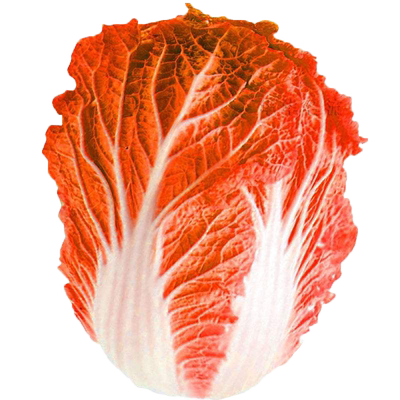 火凤凰白菜种子芽率高产量高