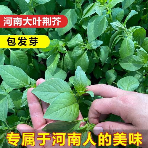 河南荆芥正宗大叶好吃