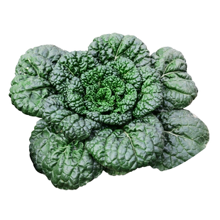 乌塌菜籽耐寒种孑黄心乌菜种乌塔菜秋后种的蔬菜种子过年青菜籽种