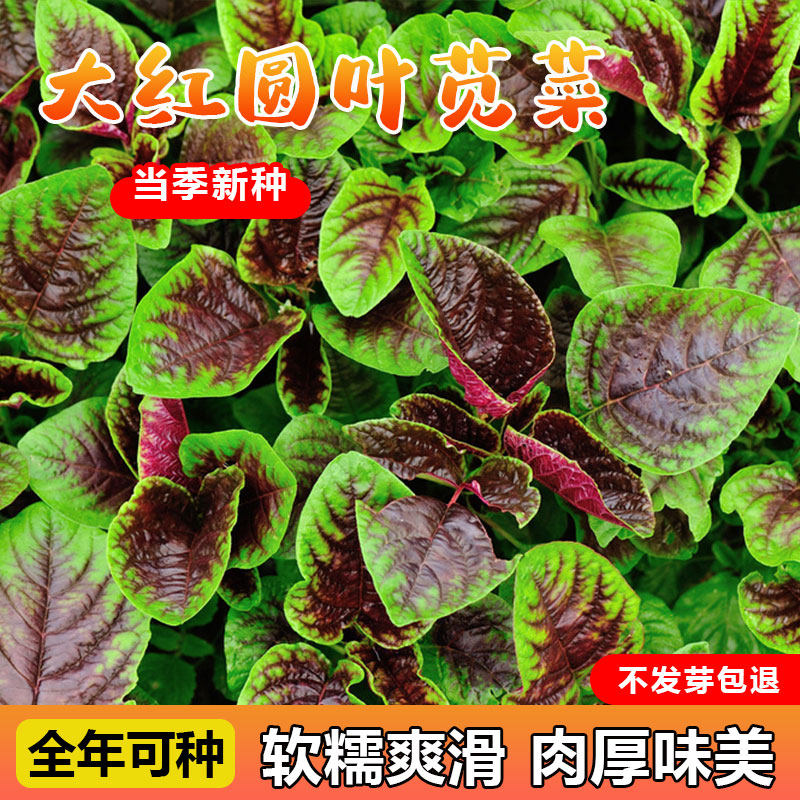 苋菜种籽大全菜籽种四季野菜长寿菜圆叶汉菜种子春秋季苋菜荆芥籽