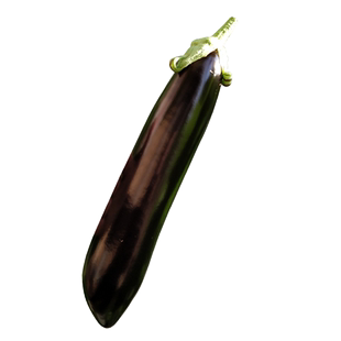 茄子种子家庭种植蔬菜大全紫茄子种线茄籽种青茄子种籽蔬菜种子