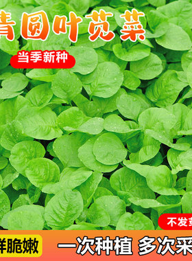 青圆叶苋菜种籽白汉菜红叶汗菜菜籽种大全四季柳叶大叶荆芥菜种籽