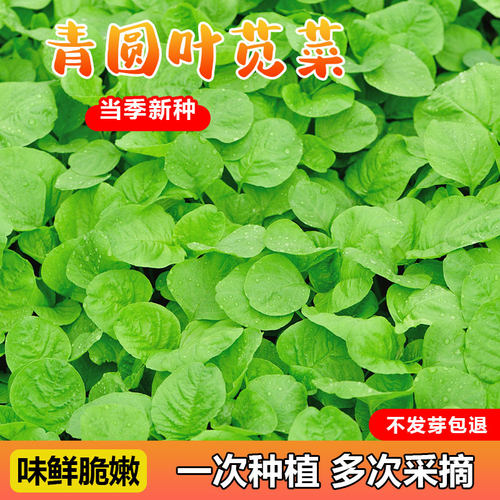圆叶苋菜四季种植脆嫩香嫩