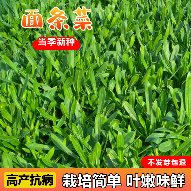 苗条菜种子秋冬季种植芽率高