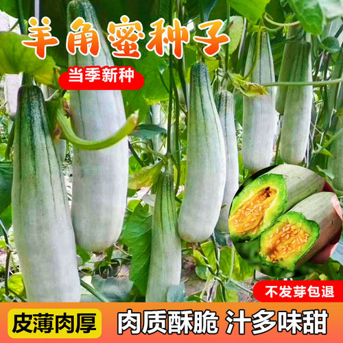 羊角蜜种子原厂包装甜脆可口