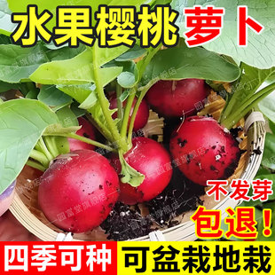 樱桃萝卜种子四季水果红萝卜种籽耐热耐寒阳台盆栽圆小萝卜菜籽种
