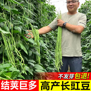 豆角种子春秋季高产缸豆四季豆芸豆角种籽大全压塌架小五叶豆角种