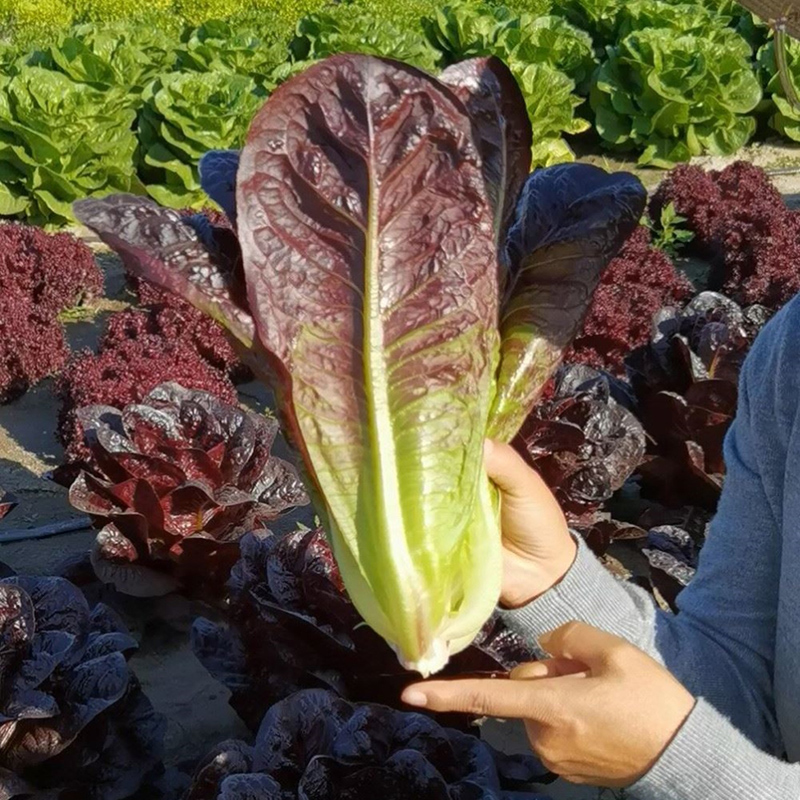 孔雀菜种子生菜种籽罗马四季秋后阳台菜种子青菜种孑过年菜籽种-封面