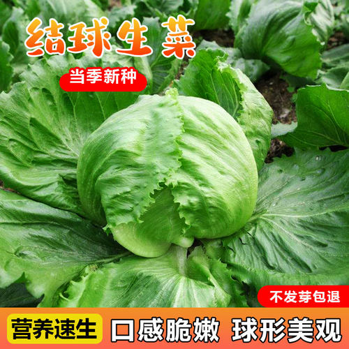 结球生菜种子原厂包装清脆可口