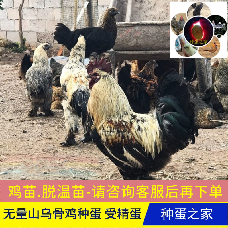 破损包赔无量山乌骨鸡受精蛋可孵化种蛋珍禽食用现捡现发10枚包邮