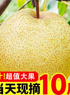 现摘砀山梨新鲜梨子10斤水果梨应季现摘整箱安徽特产汤山酥梨包邮