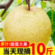 包邮 现摘砀山梨新鲜梨子10斤水果梨应季 现摘整箱安徽特产汤山酥梨