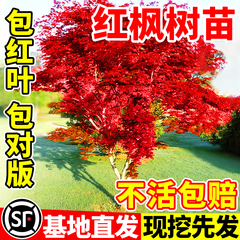 日本红枫树苗四季舞姬老桩