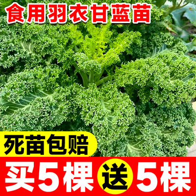 羽衣甘蓝苗耐寒秋冬蔬菜苗
