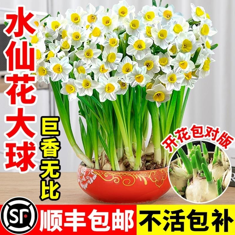 重瓣漳州水仙花种球种子水养卉室内外冬季水培植物大盆栽图片