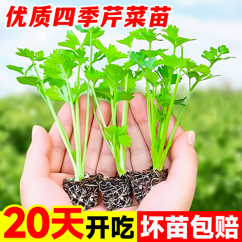 四季芹菜苗秧苗小香芹大芹菜苗