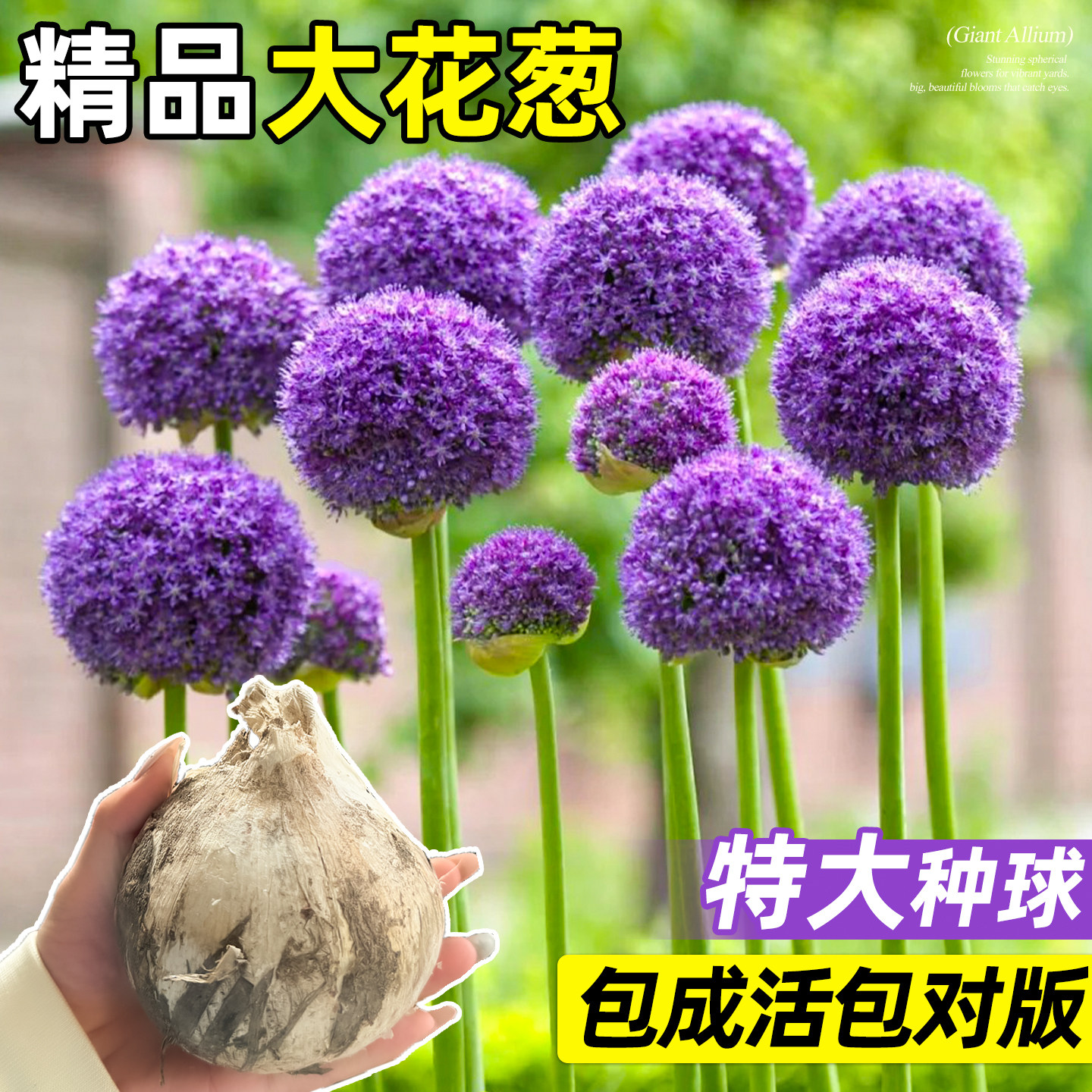 荷兰进口大花葱大使花种球类花卉阳台庭院地栽植物大葱花球根好养