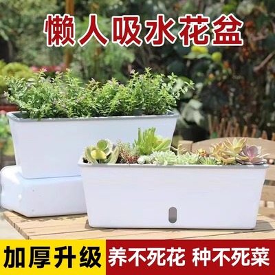吸水盆阳台种菜盆养花