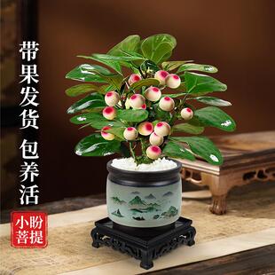 菩提树盆栽小盼菩提带果盆景室内办公室植物桌面摆件中式 禅意绿植
