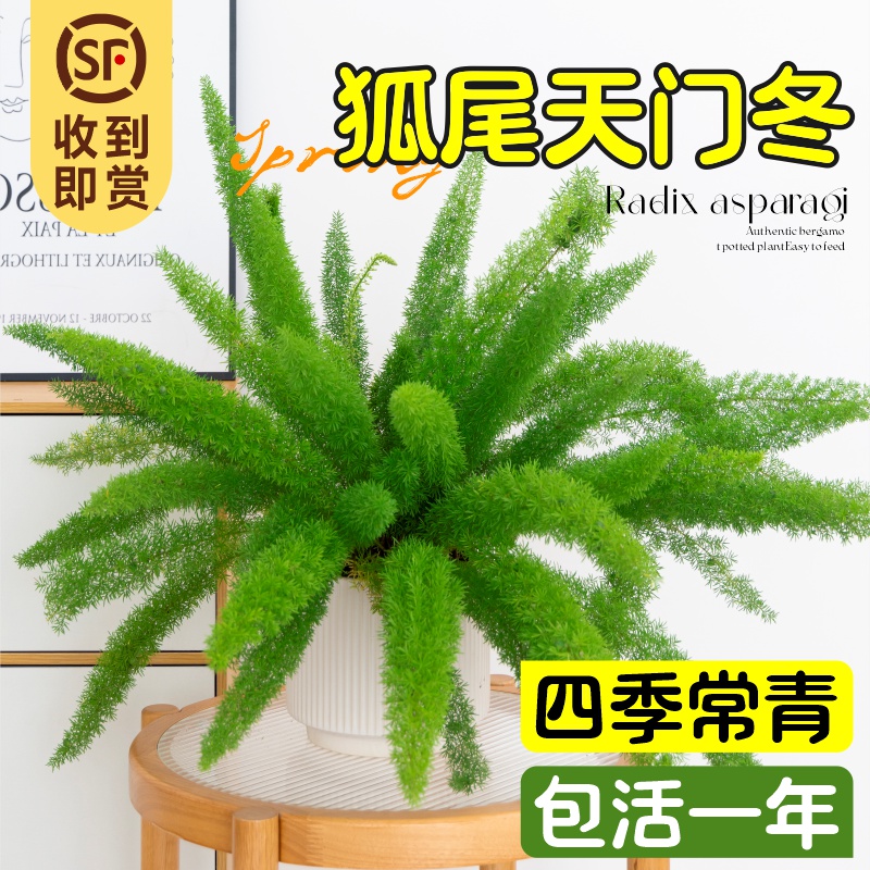 狐尾天门冬盆栽办公室内桌