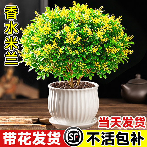 香水米兰花盆栽树苗带花苞