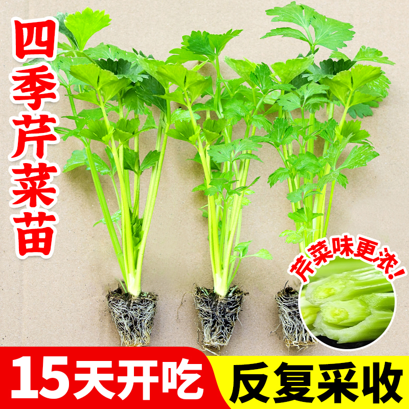 四季芹菜苗秧苗小香芹大芹菜苗