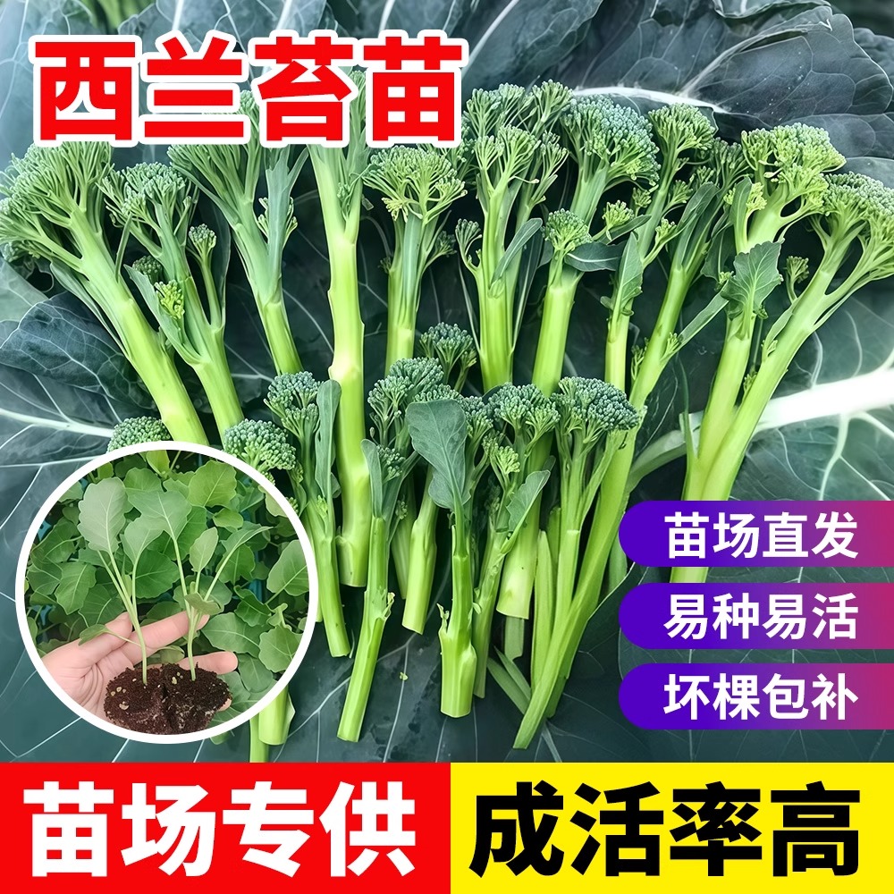 西兰苔苗秧苗种子西洋芥兰种籽青梗松花菜芥蓝菜苔菜心耐寒秋冬季