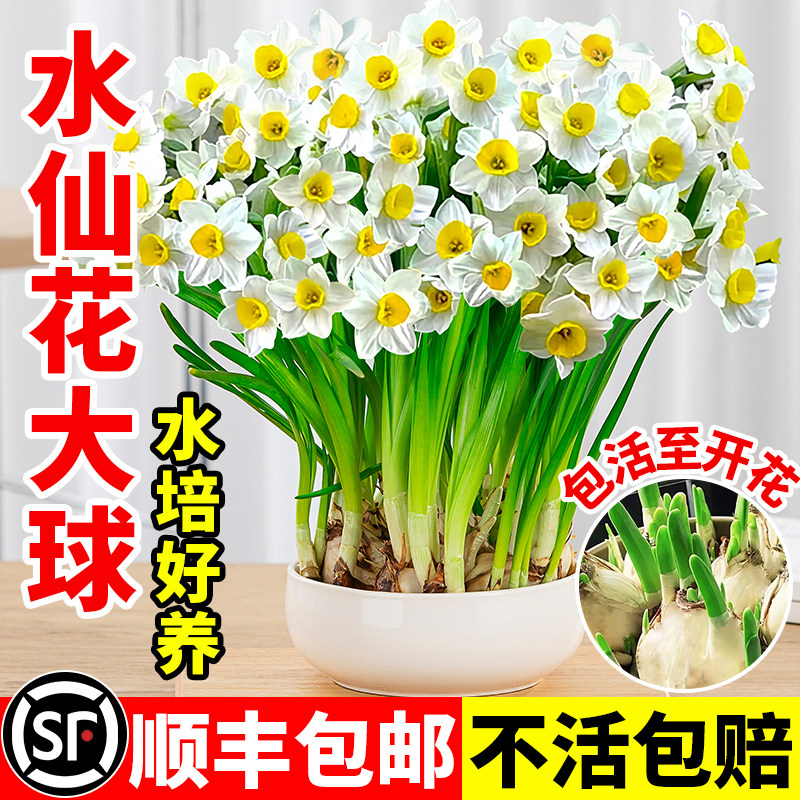 重瓣漳州水仙花种球种子水养卉室内外冬季水培植物大盆栽