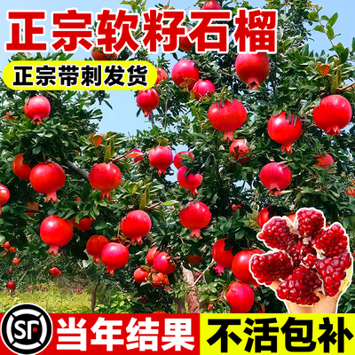 石榴树树苗突尼斯软籽无籽蒙阳红石榴盆栽庭院果树果苗特大号带土