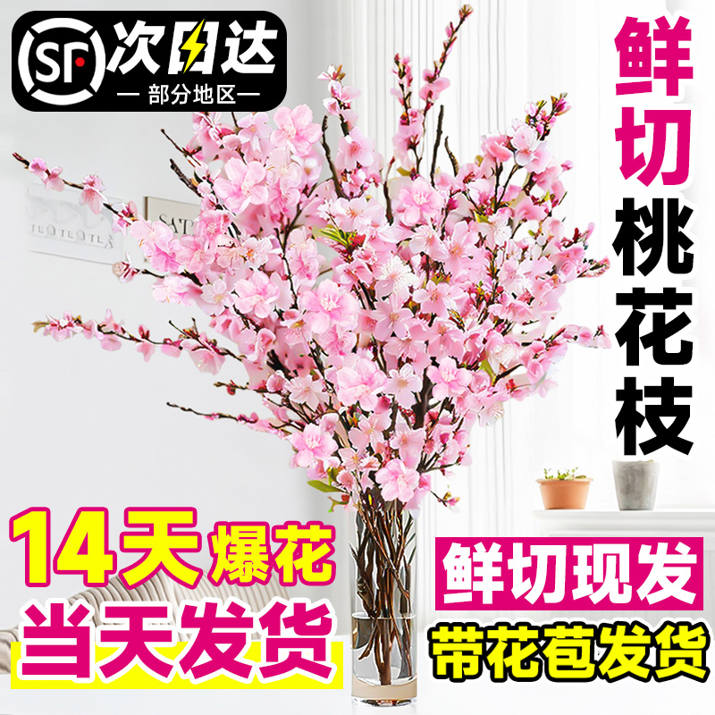 桃花枝水培干枝红梅珍珠李鲜切枝条客厅家用插花水养腊梅雪柳盆栽