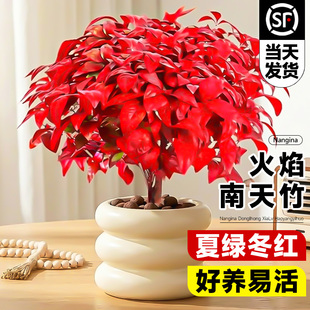 火焰南天竹盆栽客厅室内绿植红叶桌面盆景小矮桩特级树苗四季好养