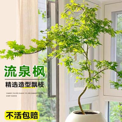 黄金流泉枫盆栽树苗造型绿