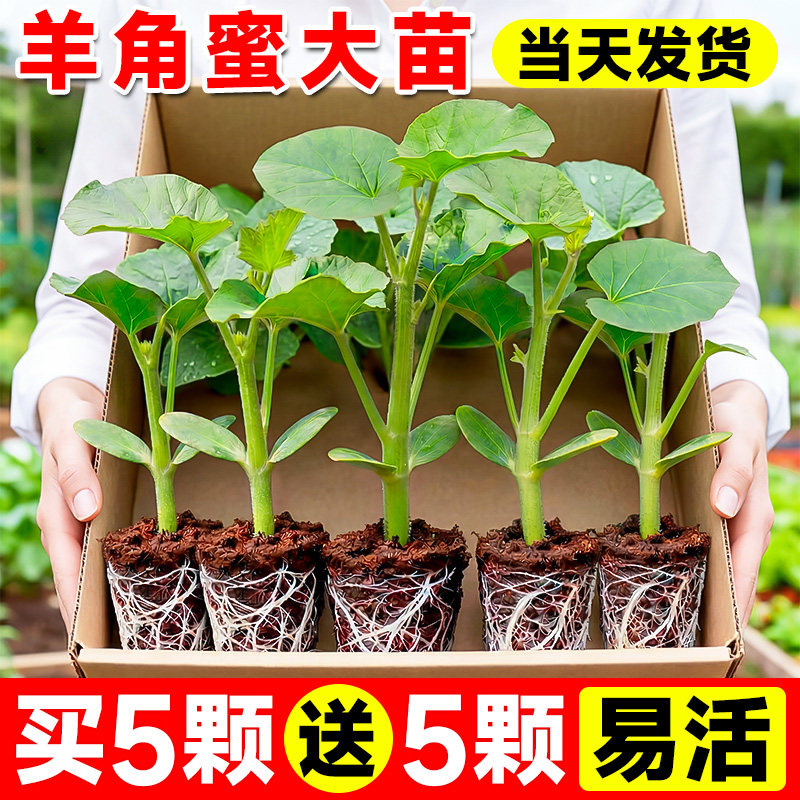 正品山东羊角蜜甜瓜苗香瓜苗绿宝石苗秧超甜带土高产早熟薄皮四季
